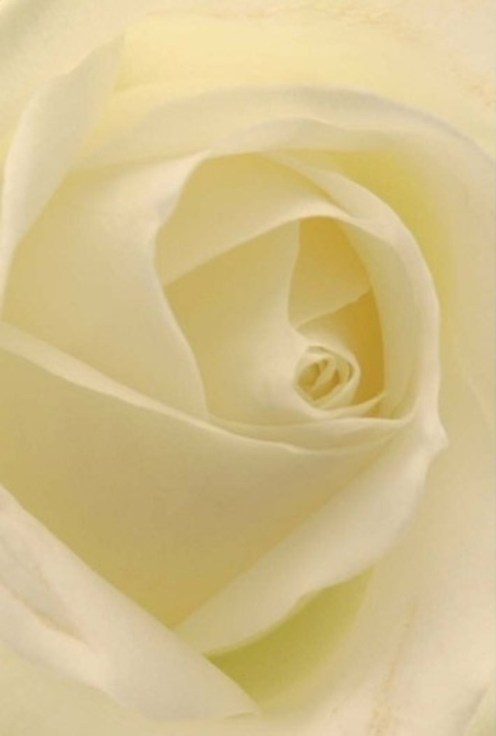 Gaze closely at this classic white rose, beautifully arranged by Chadwell Heath's local florists, and you become enveloped in a soft tapestry of cream and ivory hues. The petals form a delicate spiral reminiscent of morning mists slowly lifting over the green spaces on Billet Road, each edge imbued with a gentle luminosity. Subtle shadows nestle within the folds, sculpting the bloom with painterly depth and calling attention to both the mathematical perfection and creative spirit behind every floral arrangement made here. There's an unmistakable sense of tranquility-each petal's texture is creamy matte with a silken finish, the faintest hint of pink at the edges suggesting hope and renewal. The arrangement feels as if it glows from within, like sunlight filtered through lace curtains above a Chadwell Heath windowsill. This rose, with its perfectly poised balance of fragility and quiet strength, is an ideal offering for heartfelt apologies, wedding centrepieces, or a simple act of remembrance. Every nuance in colour and form speaks of the florist's patient devotion, their understanding of what it means to deliver not just flowers, but a true expression of feeling to the hearths and hands of the Chadwell Heath community.